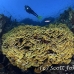 coral_hard_gma_si_h_0073_egy3877.jpg